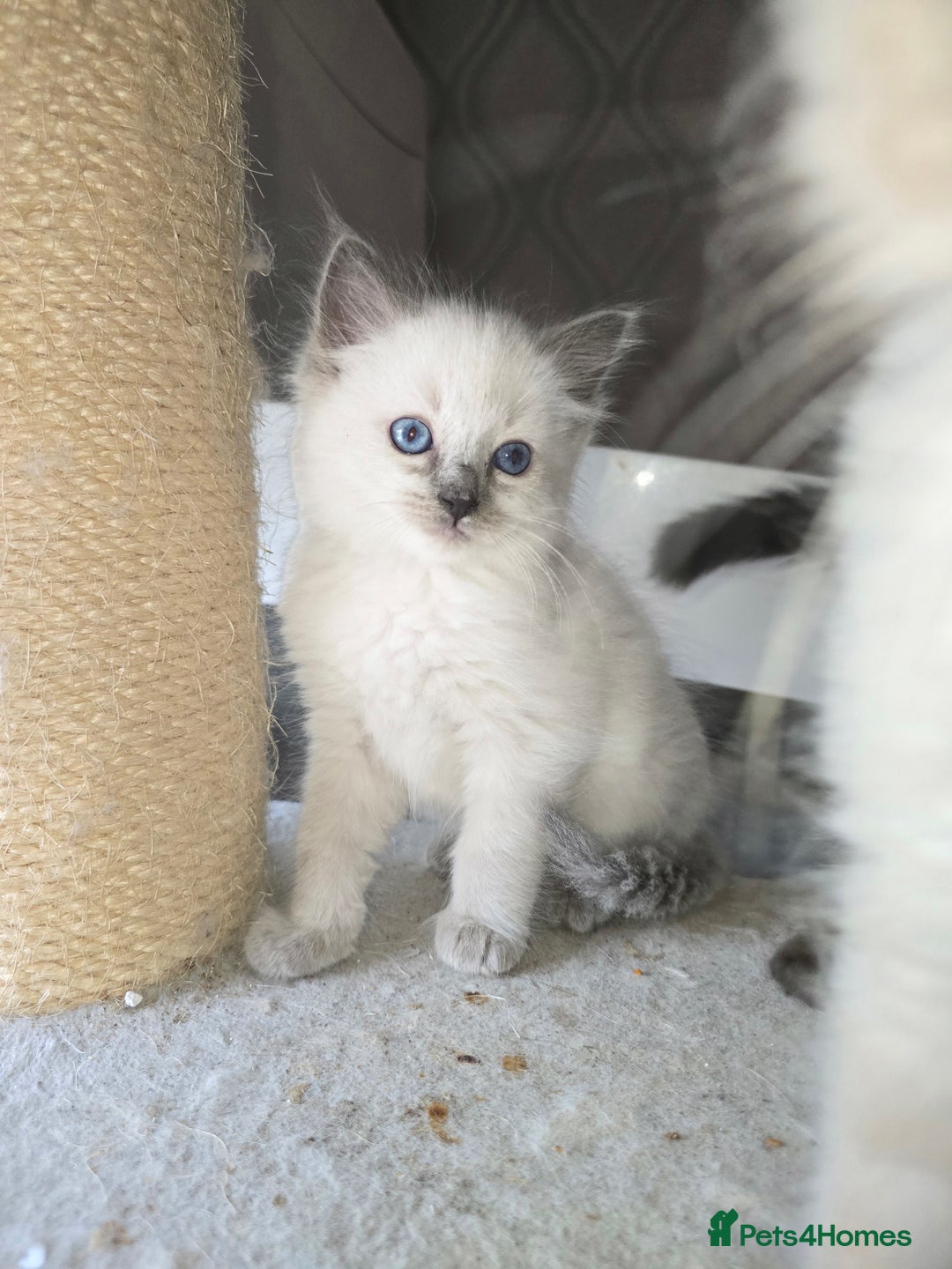 Ragdoll cats for sale: 3 beautiful girls left - Image 3