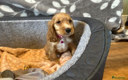 Cocker Spaniel dogs for sale: Show Type and DNA tested Cocker Spaniels. - Image 10