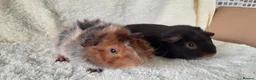 Guinea Pig rodents for sale: Pair of 8wk bonded baby boars  - Advert 4