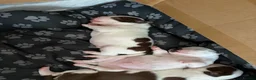 Boston Terrier dogs for sale: Boston terrier puppies. - Advert 4