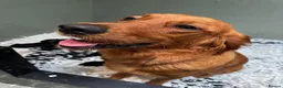 Mixed Breed dogs for sale: UNIQUE LITTER,GOLDEN RETRIEVER X ESS,GORGEOUS PUPS - Advert 9