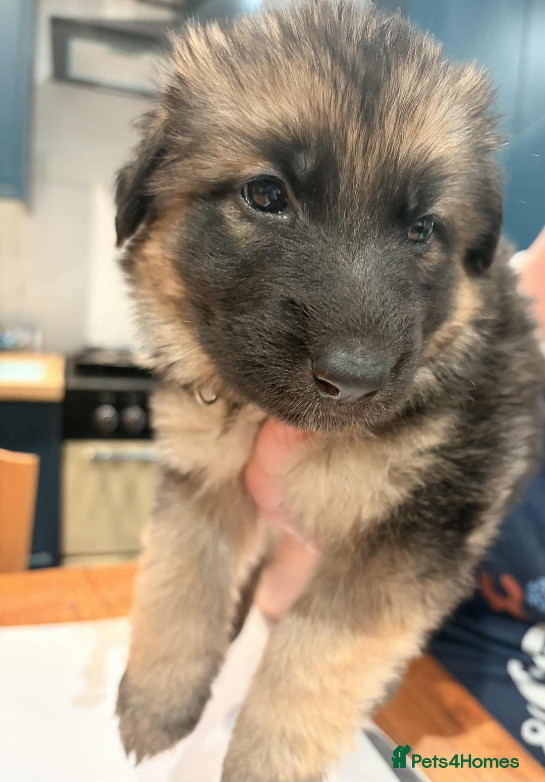 German Shepherd dogs for sale: KC Reg German Shepard's - Advert 14