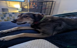 Mixed Breed dogs for adoption: Have you got the dedication to save this soul ? - Image 8