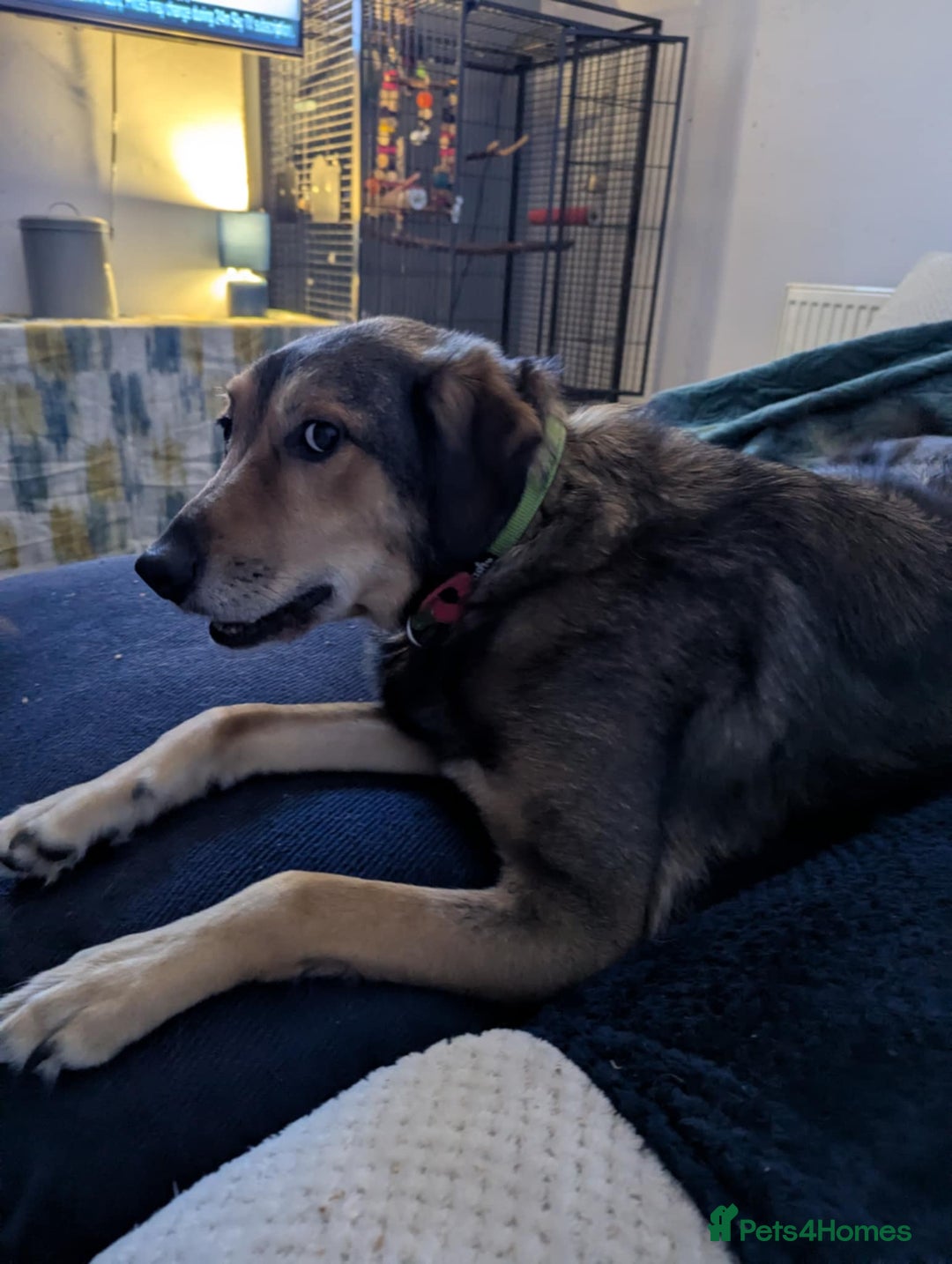 Mixed Breed dogs for adoption: Have you got the dedication to save this soul ? - Image 8