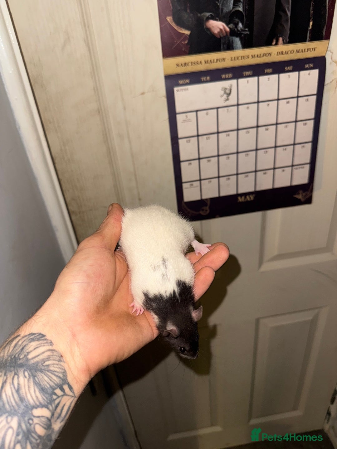 Rat rodents for sale: Fancy rats - Advert 7