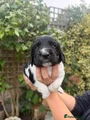 English Springer Spaniel 2