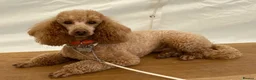 Cavapoo dogs for sale: Cavapoo puppies - Advert 1