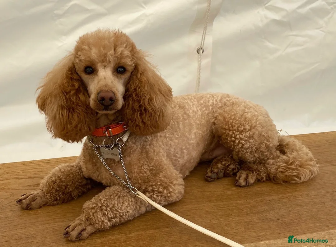 Cavapoo dogs for sale: Cavapoo puppies - Advert 1