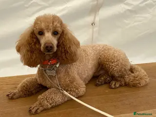 Cavapoo dogs Cavapoo puppies - Advert 11