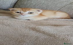 Scottish Fold cats for sale: Scottish Fold Kittens ( Delivery available) - Advert 14