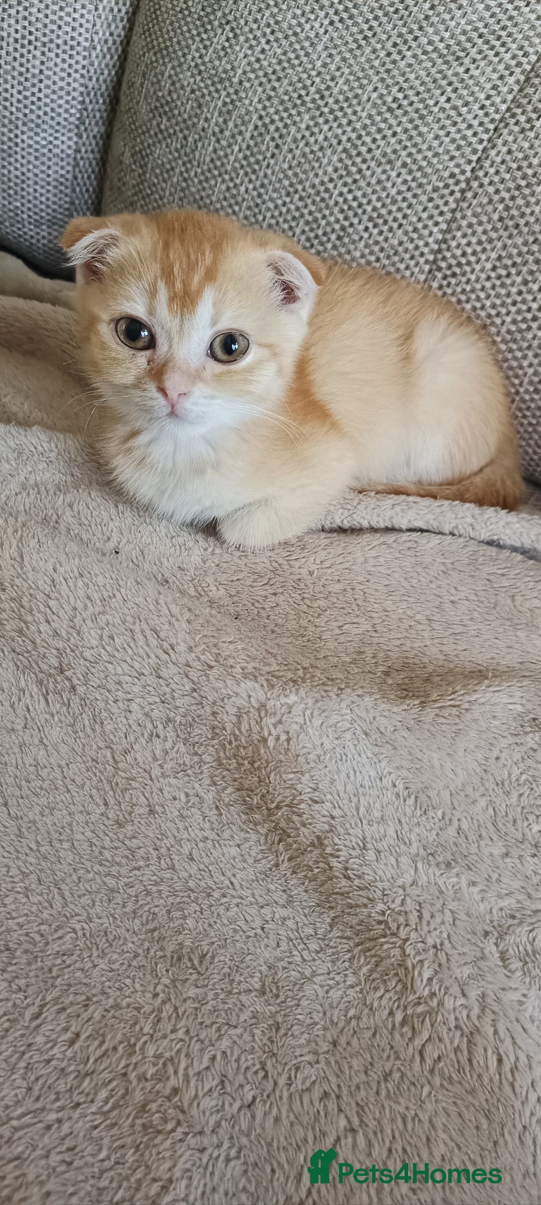 Scottish Fold cats for sale: Scottish Fold Kittens ( Delivery available) - Advert 14