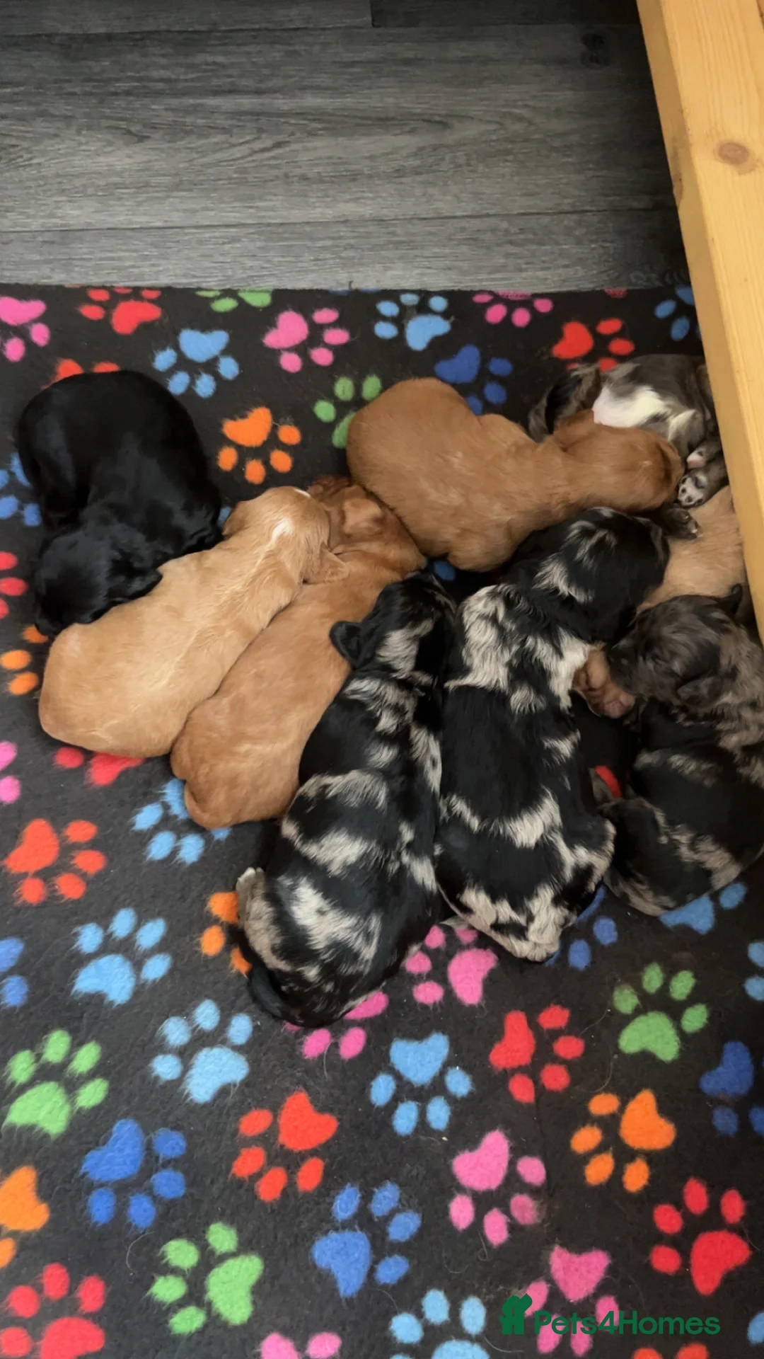 Cockapoo dogs for sale: F1 Health tested cockapoos 😍🔥⭐️ in Liverpool - Advert 1