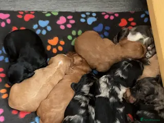 Cockapoo dogs F1 Health tested cockapoos 😍🔥⭐️ - Advert 17