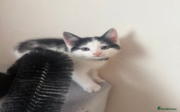 Mixed Breed cats for sale: 4 kittens for sale - Image 5