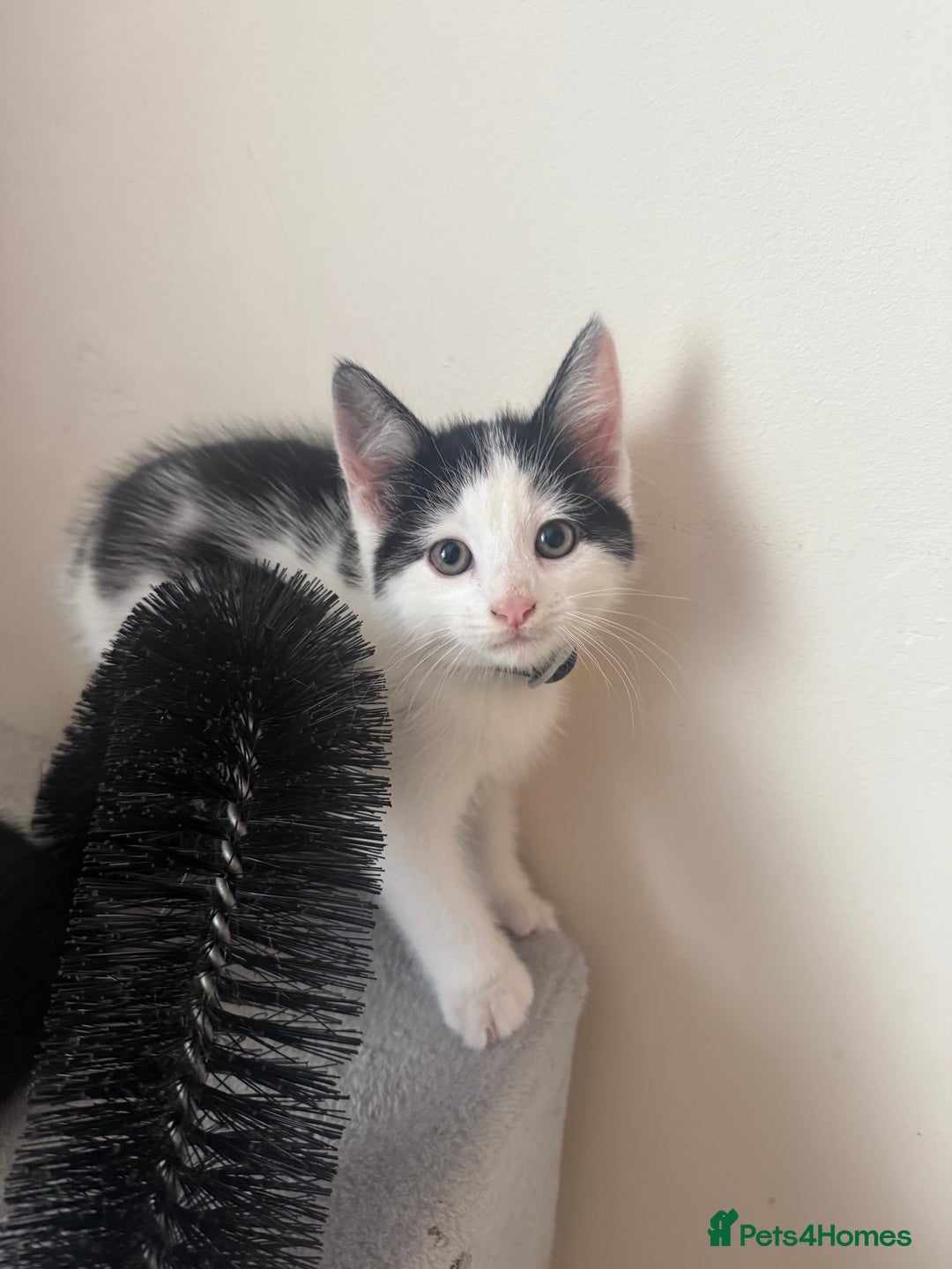 Mixed Breed cats for sale: 4 kittens for sale - Image 5