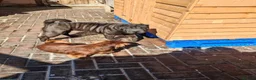 Shar Pei dogs for sale: Sharpei female - 3 years old - Advert 11