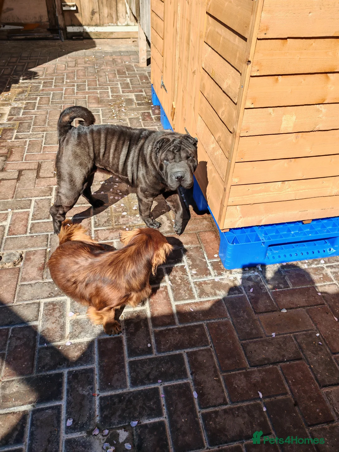 Shar Pei dogs for sale: Sharpei female - 3 years old - Advert 11