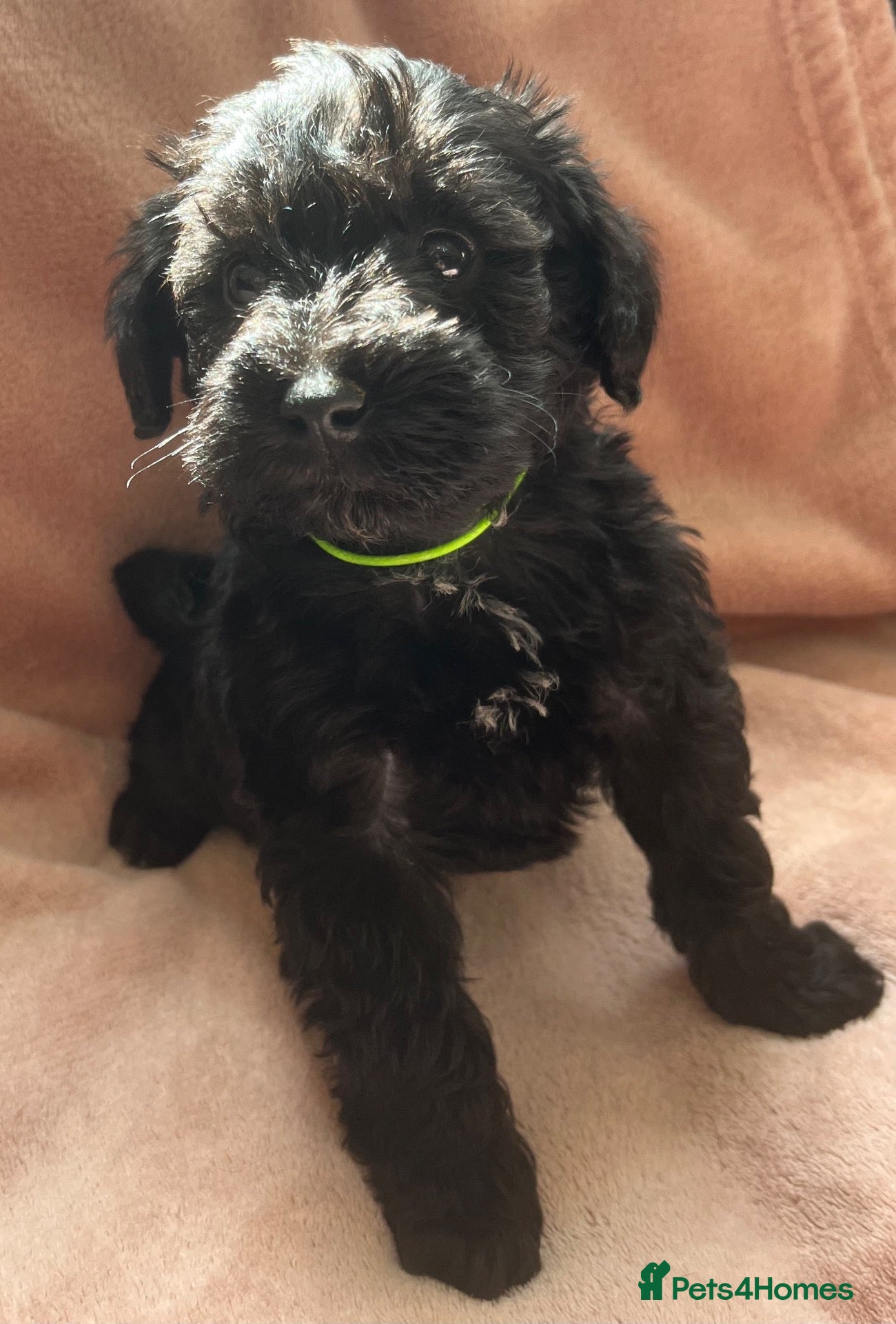 Schnoodle dogs Schnoodle pups for sale. Ready 11th October.  - Advert 1
