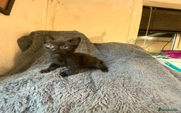 Mixed Breed cats for sale: Adorable Kittens  - Image 7