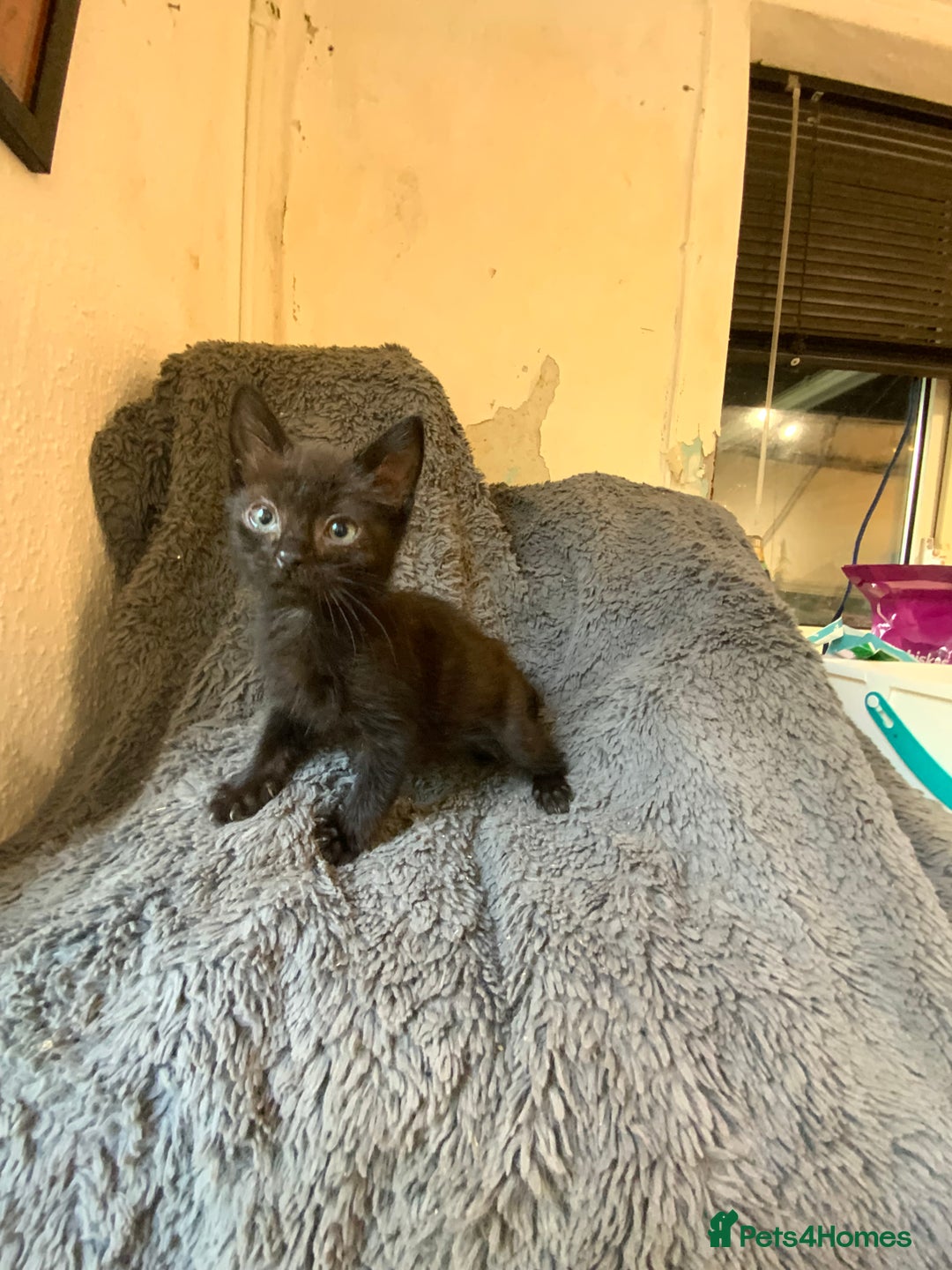 Mixed Breed cats for sale: Adorable Kittens  - Image 7