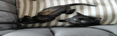British Shorthair Kitten 1
