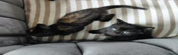 British Shorthair cats for sale: Gorgeous Kittens for sale - Advert 7