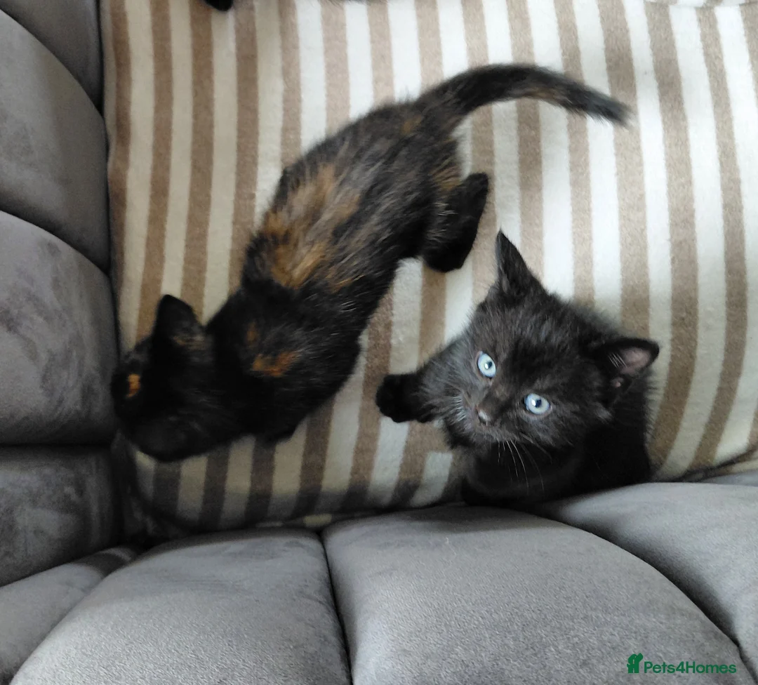British Shorthair cats for sale: Gorgeous Kittens for sale - Advert 7