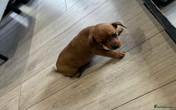 Chiweenie dogs for sale: 6 golden brown/whitecheweenies available  - Image 9