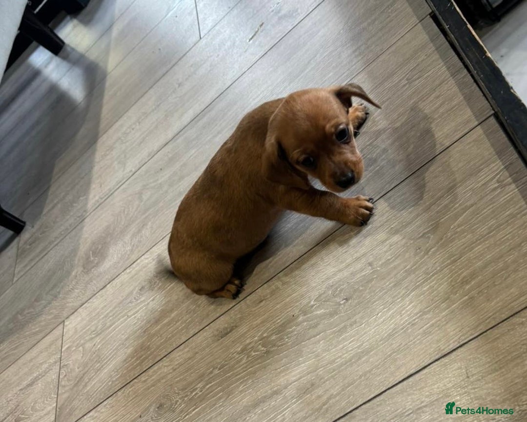 Chiweenie dogs for sale: 6 golden brown/whitecheweenies available  - Image 9