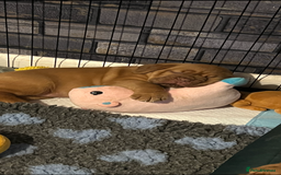 Dogue De Bordeaux dogs for sale: Beautiful KC Dogue De Bordeaux Puppies - Advert 23