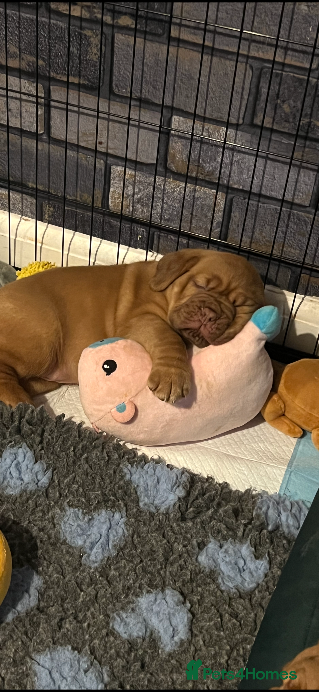 Dogue De Bordeaux dogs for sale: Beautiful KC Dogue De Bordeaux Puppies - Advert 23