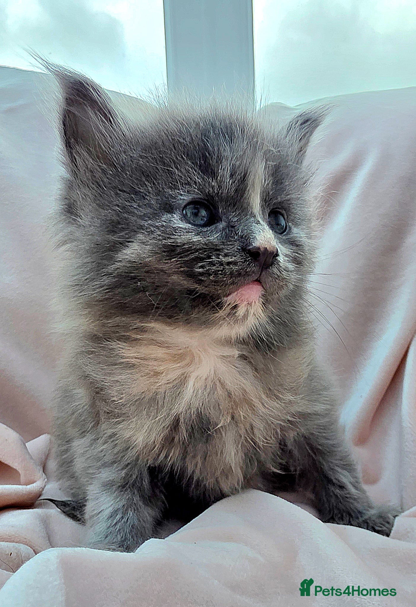 Mixed Breed cats Female Maine Coon X Kittens for Sale  - Advert 2