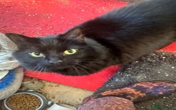 Mixed Breed cats for adoption: Kiki is 5 not 7 and the most gorgeous girl ever - Advert 5
