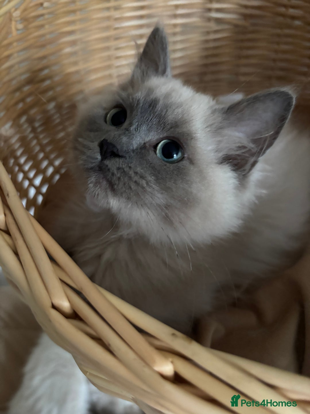 Ragdoll cats for sale: Beautiful blue mink colourpoint boy tica reg - Advert 10