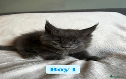 Maine Coon cats for sale: Maine Coon Kittens for Sale TICA  3 Boys & 2 Girls - Image 11