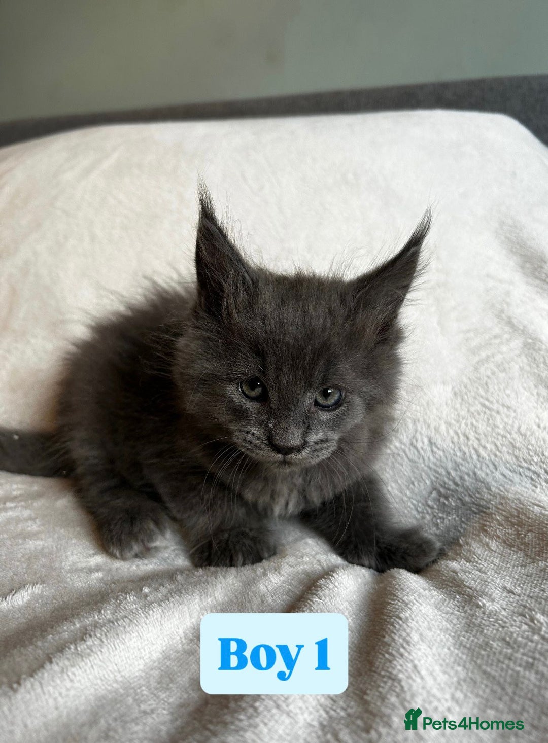 Maine Coon cats for sale: Maine Coon Kittens for Sale TICA  3 Boys & 2 Girls - Image 11