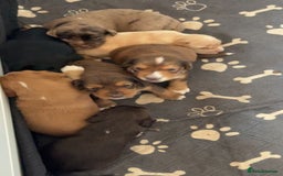 Cocker Spaniel dogs for sale: 1 stunning little boy cockerspaniel  - Image 16
