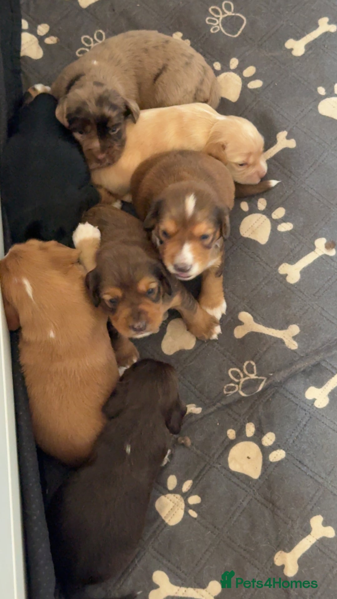 Cocker Spaniel dogs for sale: 1 stunning little boy cockerspaniel  - Image 16