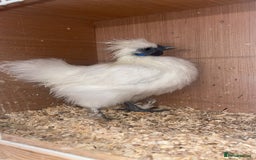 Chickens poultry for sale: Silkie bantam cockerel  - Image 1