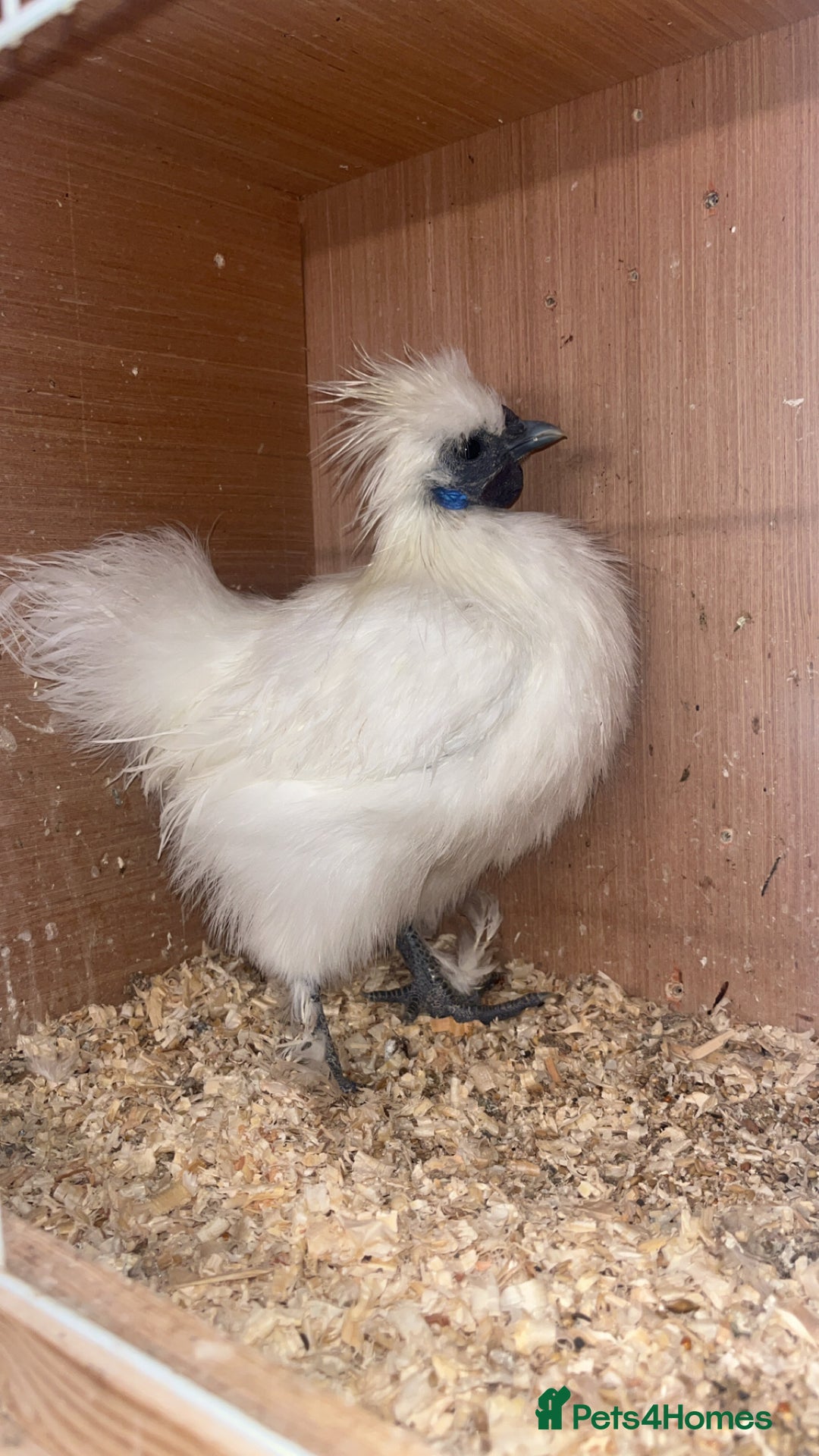Chickens poultry for sale: Silkie bantam cockerel  - Image 1