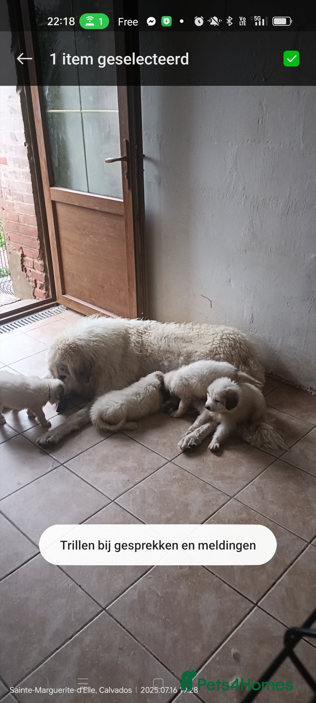 Pyrenean Mountain Dog dogs for sale: Beautiful Pyrenean Mountain Dogs puppies for sale - Image 7