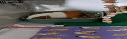 Guinea Pig rodents for sale: Male guinea pig  - Advert 3