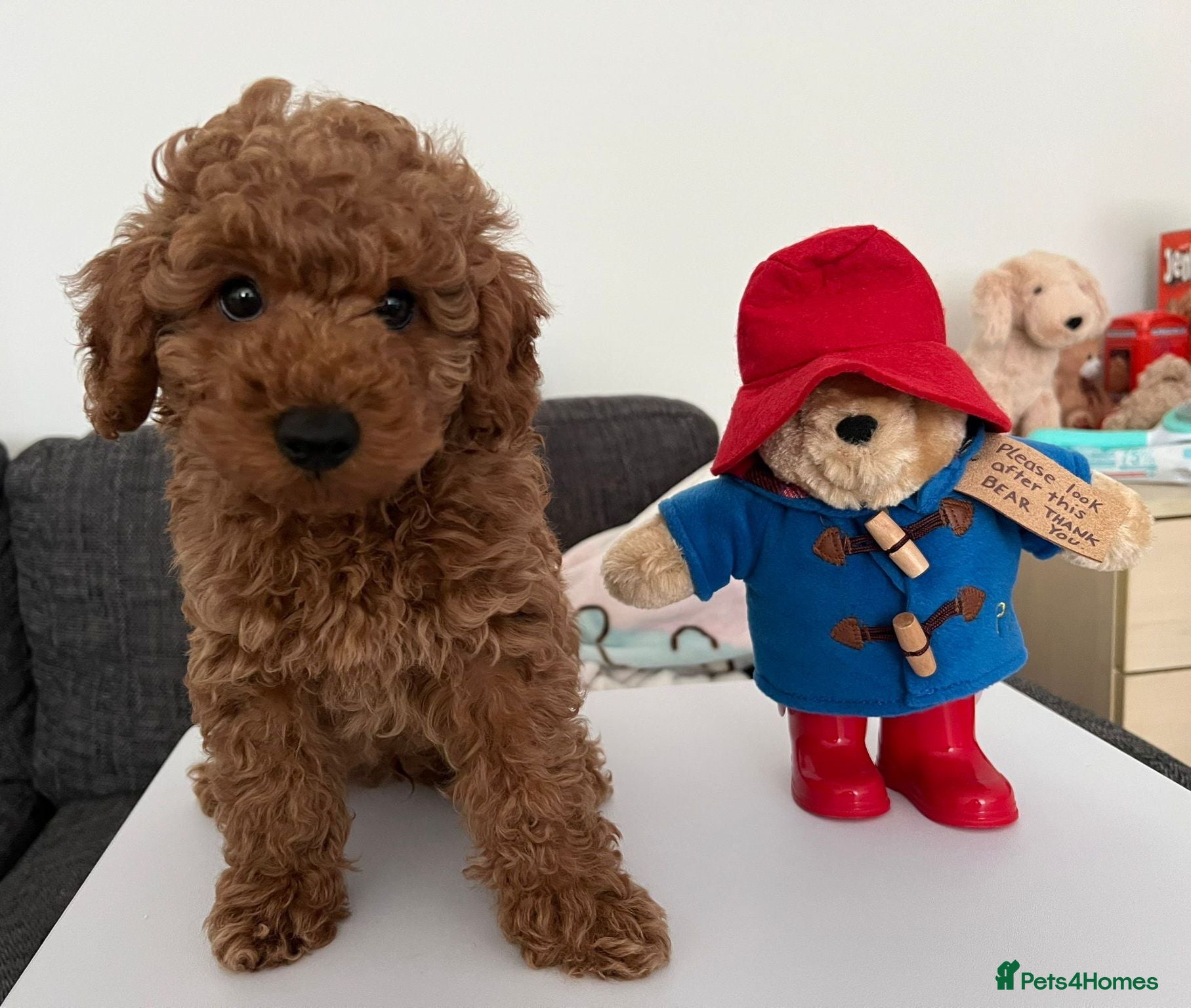 Cavapoo dogs F1B HEALTH TESTED CAVAPOO PUPPIES  - Advert 1