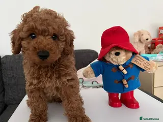 Cavapoo dogs F1B HEALTH TESTED CAVAPOO PUPPIES - Advert 1