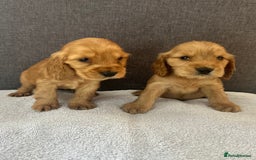 Cocker Spaniel dogs for sale: Beautiful Showtype cocker spaniels - Image 20