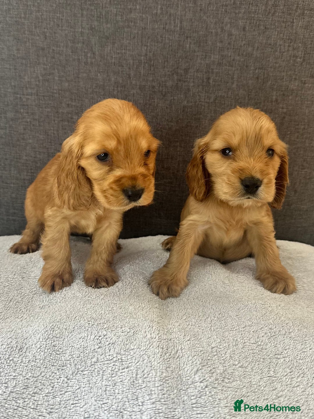 Cocker Spaniel dogs for sale: Beautiful Showtype cocker spaniels - Image 20