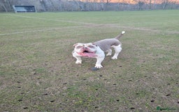 Old Tyme Bulldog dogs for sale: Old tyme bulldog - Image 4