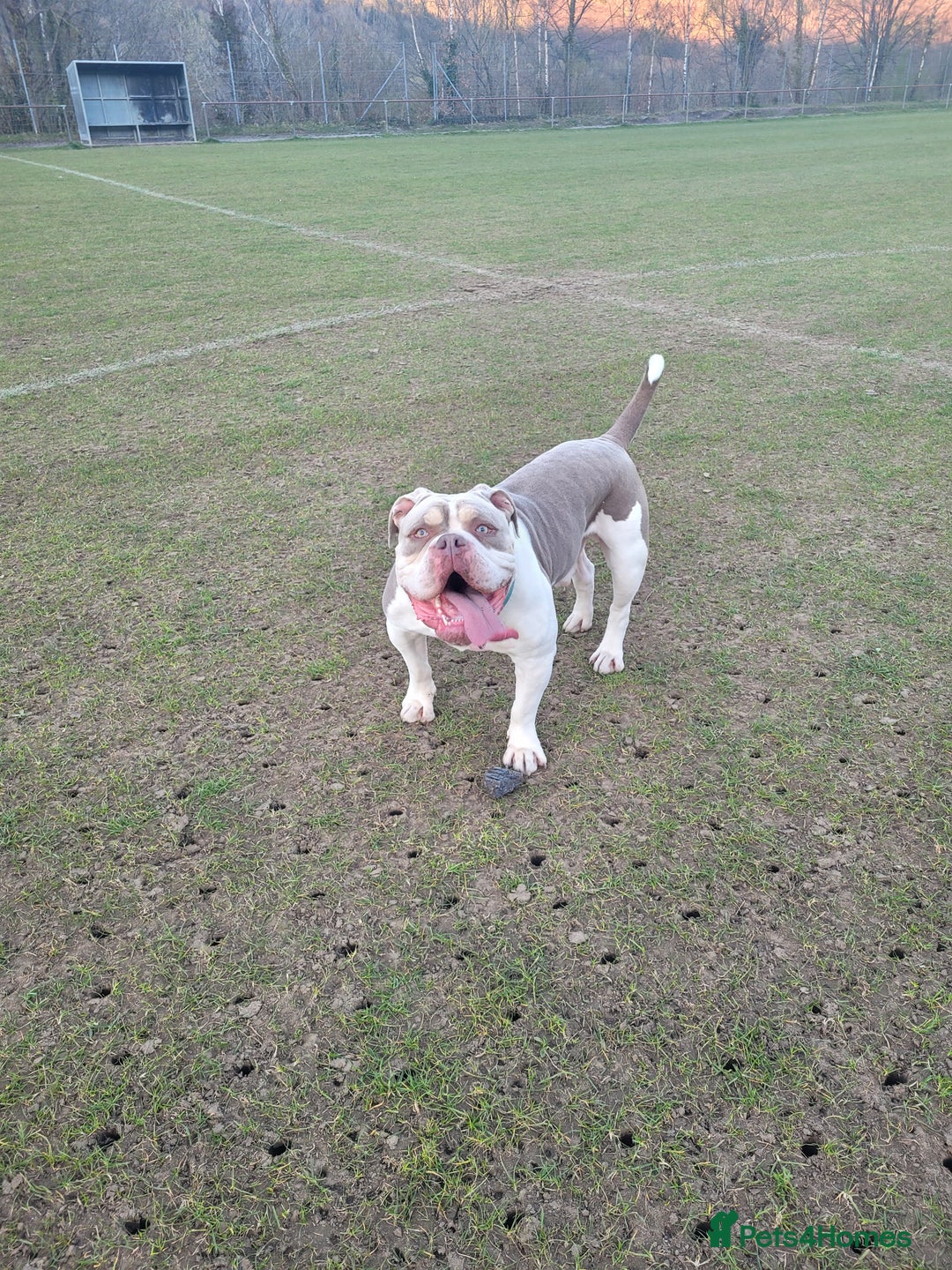 Old Tyme Bulldog dogs for sale: Old tyme bulldog - Image 4