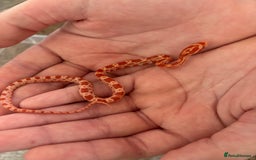 Corn Snake reptiles for sale: Baby corn snakes, snows, amel het palmetto, anery - Image 8