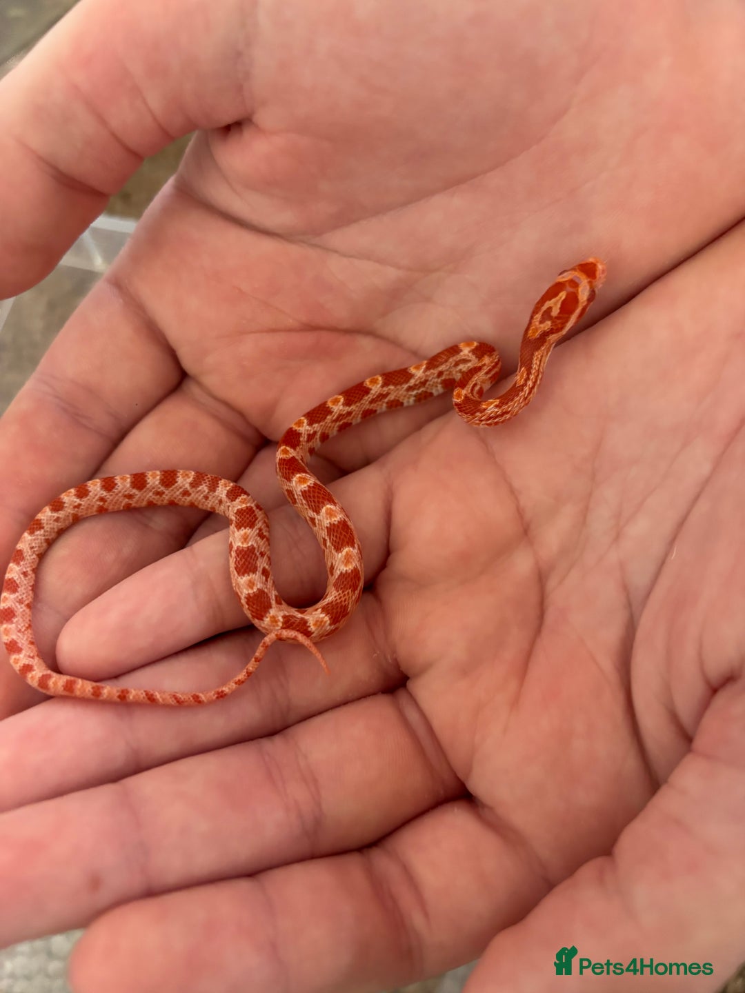 Corn Snake reptiles for sale: Baby corn snakes, snows, amel het palmetto, anery - Image 8